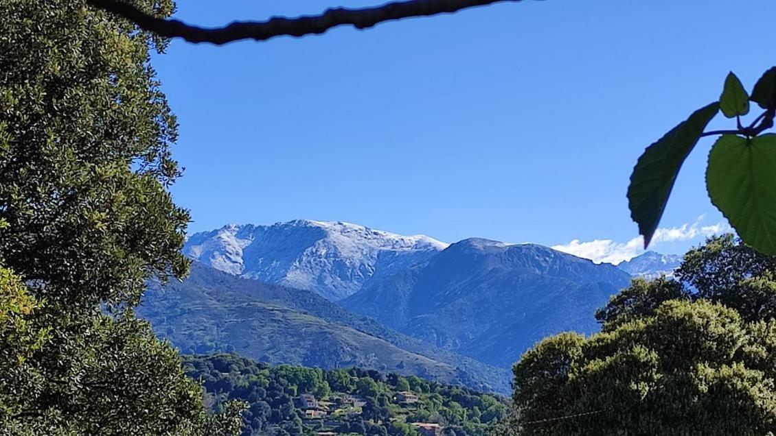 Vico Mare E Monti Chez Thomas Et Magali Bed & Breakfast エクステリア 写真